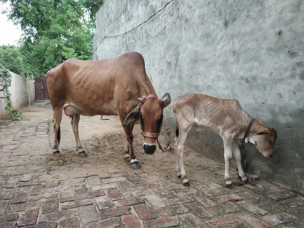 Den Bruna Zebu Boskap Med Sin Kalv Marken — Stockfoto