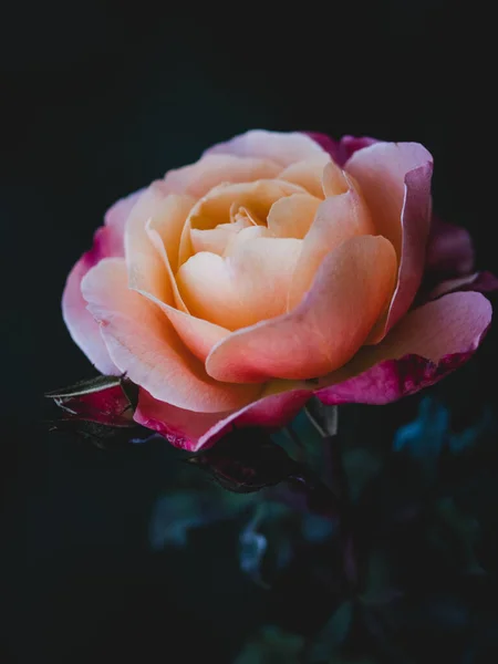 一朵盛开的玫瑰在黑暗的背景下垂直地绽放 — 图库照片