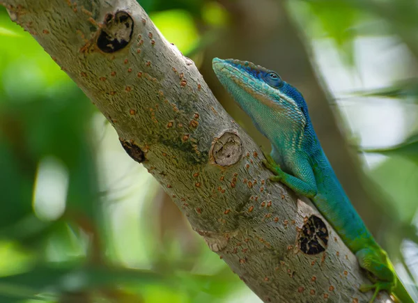 Primer Plano Anolis Gorgon Acostado Rama Del Árbol —  Fotos de Stock