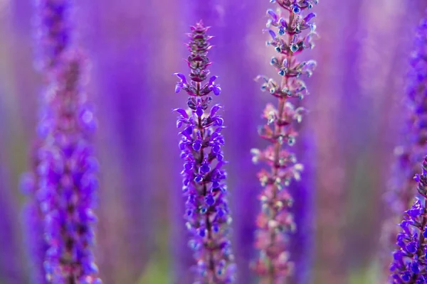 Rmning Blommade Lila Lavendel Blommor Mot Suddig Bakgrund — Stockfoto