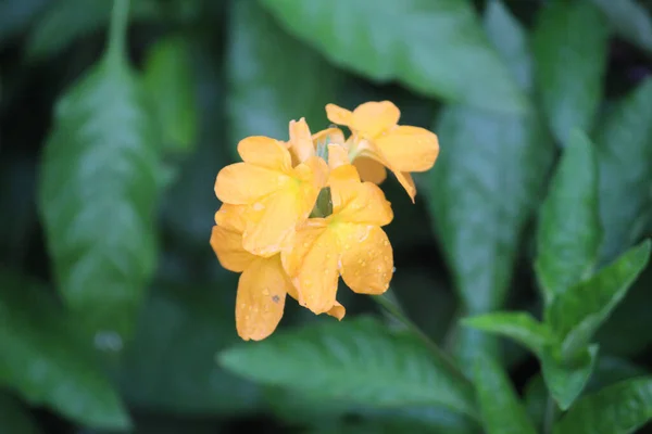 Closeup Vibrant Yellowish Orange Flowers Wet Dewdrops Mysterious Forest — Stock Photo, Image