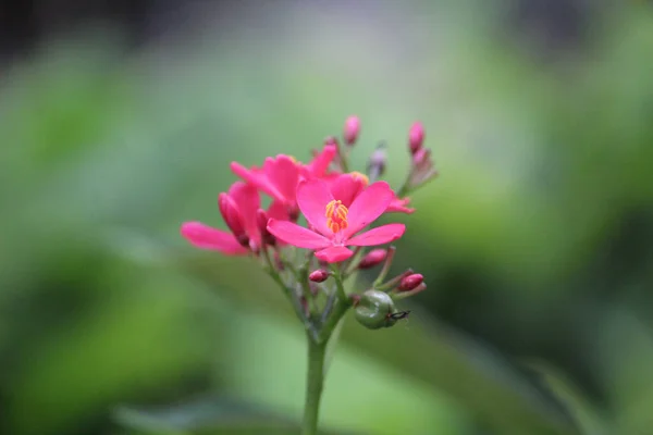 Closeup Bright Pink Flower Illuminated Gentle Sunlight Blurred Green Background — Stock Photo, Image