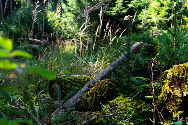 Прекрасний Вид Дерева Ростуть Лісі Зеленим Листям Сонячний День — стокове фото