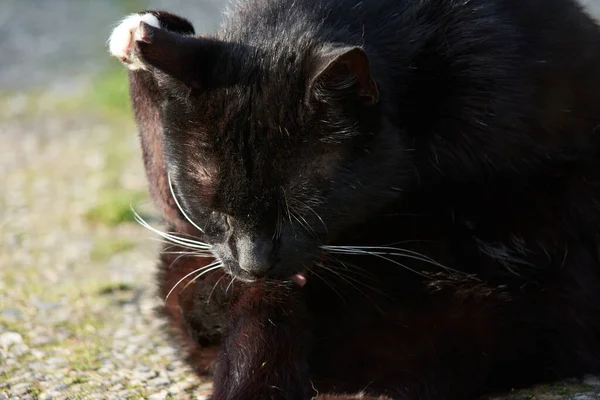 Selektivní Zaostření Záběr Černé Kočky Relaxující Venku — Stock fotografie