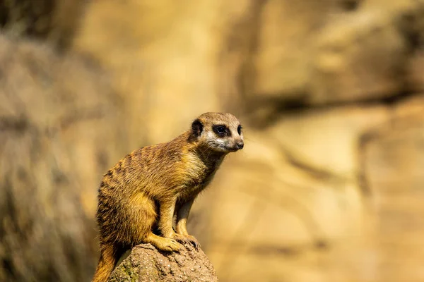 Urocza Brązowa Surykatka Skale Rozmytym Tle Zoo — Zdjęcie stockowe