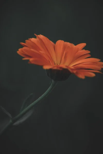 Вертикальний Знімок Помаранчевої Ромашкової Квітки Цвіте Саду Темному Тлі — стокове фото