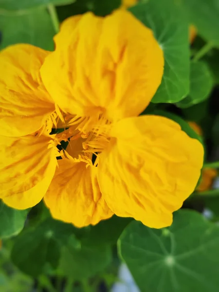 庭に咲く黄色の花のクローズアップ — ストック写真