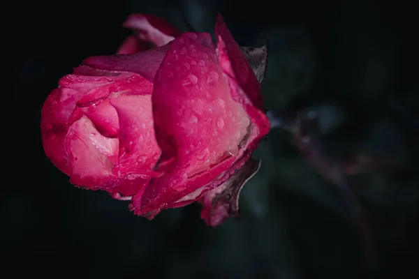 Zbliżenie Ujęcie Kwitnącego Różanego Kwiatu Ciemnym Tle — Zdjęcie stockowe