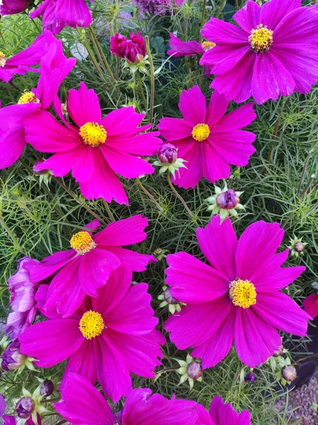 Een Bovenaanzicht Van Bloeiende Paarse Kosmos Bloemen Tuin — Stockfoto