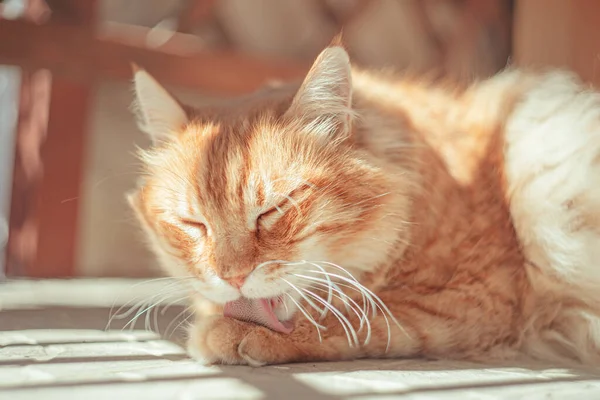 背景がぼやけている生姜猫のクリーニング自体のクローズアップショット — ストック写真