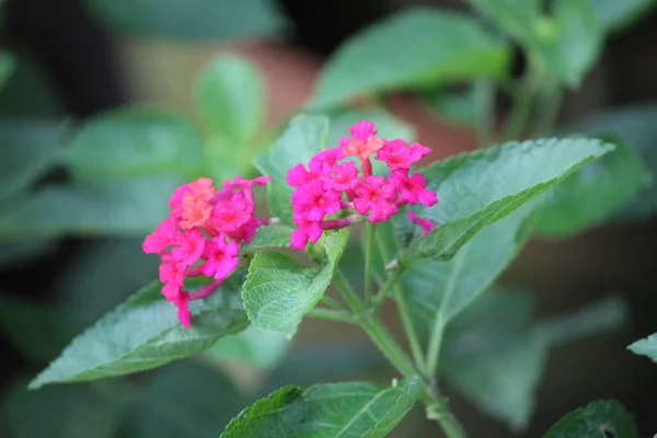 Gros Plan Petites Fleurs Roses Vibrantes Avec Des Feuilles Vert — Photo