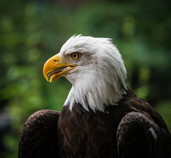 Retrato Uma Majestosa Águia Careca Pássaro Rapina Com Fundo Verde — Fotografia de Stock