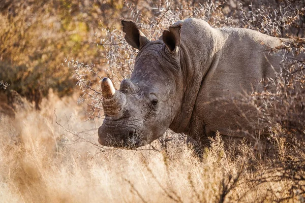 Vue Rhinocéros Dans Son Habitat Safari Okavanga Delta Botswana — Photo