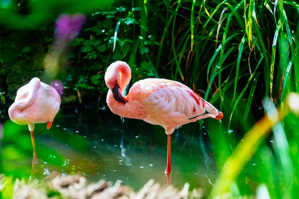 动物园池塘里一只粉红的火烈鸟在清洁自己 — 图库照片