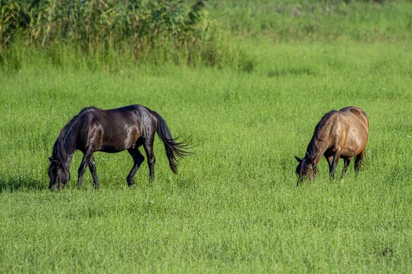 Ciemnobrązowe Konie Pasą Się Zielonej Łące — Zdjęcie stockowe