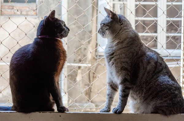 Uma Visão Dois Gatos Sentados Peitoril Janela Olhando Para Outro — Fotografia de Stock