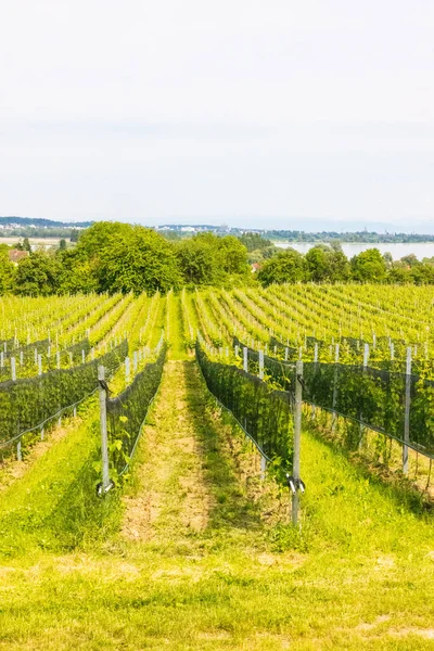 Zöld Szőlősorok Szőlőskertben Lake Constance Mainau Island Németország — Stock Fotó