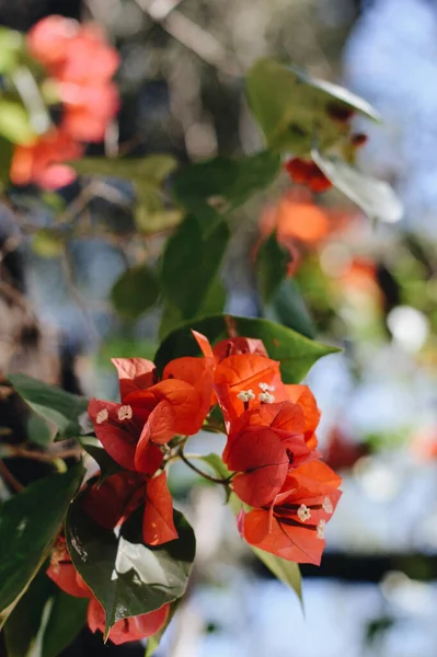 Gros Plan Vertical Fleurs Bougainvillea Orange Fleurs — Photo