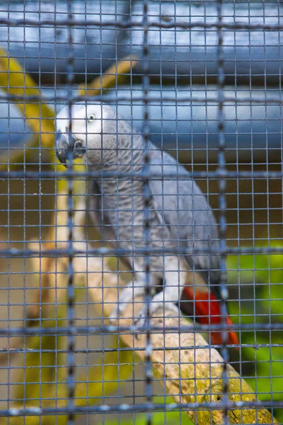 Papagaio Cinza Bonito Uma Gaiola — Fotografia de Stock