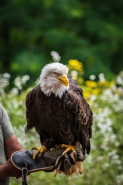 Ett Porträtt Majestätisk Flintörn Rovfågel Skogen — Stockfoto