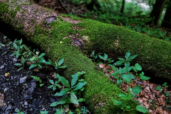 Corte Velho Tronco Árvore Seca Coberto Com Musgo Chão Floresta — Fotografia de Stock