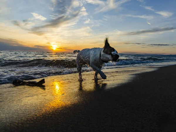 Eine Nahaufnahme Des Jack Russell Terriers Beim Spielen Strand — Stockfoto