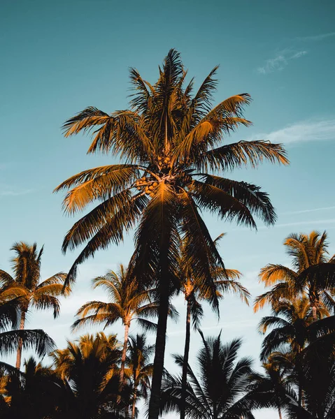 Eine Palmenlandschaft Blauem Himmel — Stockfoto