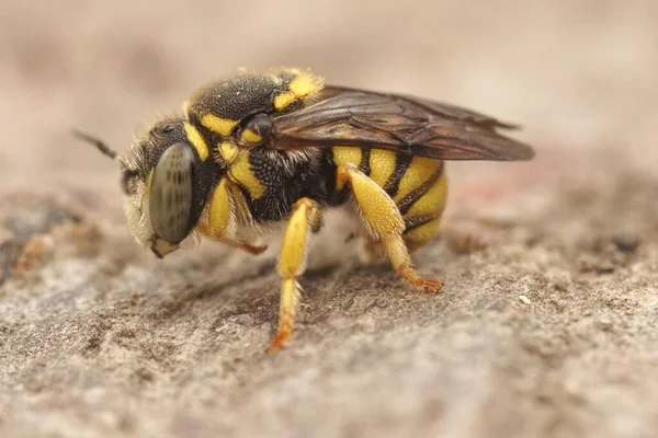 Närbild Liten Woolcarder Bee Antidiellum Strigatum Från Gard Frankrike — Stockfoto
