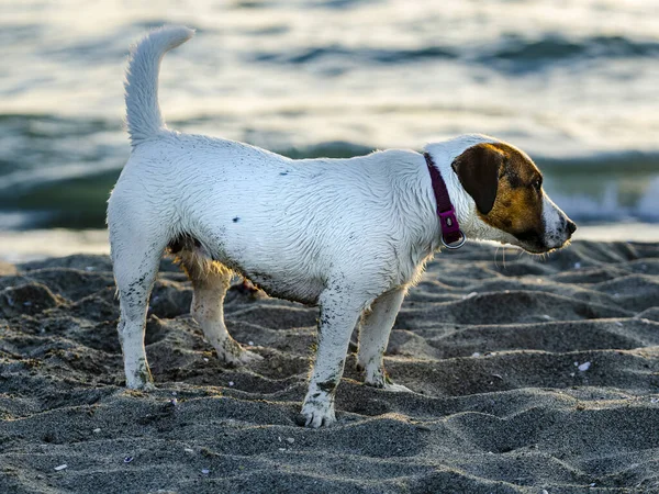 Closeup Jack Russell Terrier Beach — Stock Photo, Image