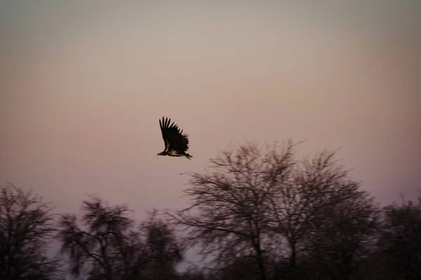 Een Dramatisch Uitzicht Een Prachtige Vogel Zwevend Lucht Safari Okavanga — Stockfoto