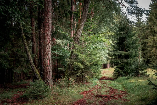 Шлях Оточений Високими Сосновими Деревами Рослинами Баварському Лісі — стокове фото