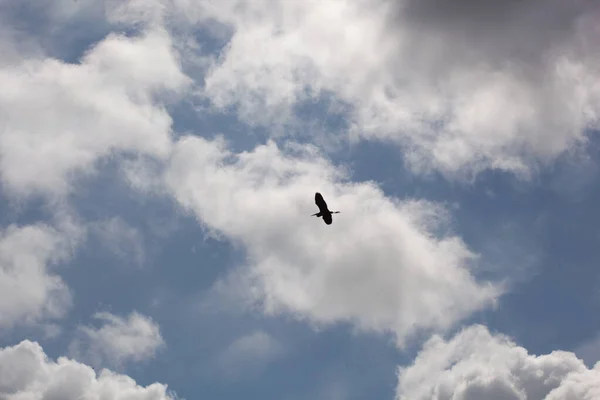 Nízký Úhel Záběru Ptáka Letícího Pod Zataženou Oblohou — Stock fotografie