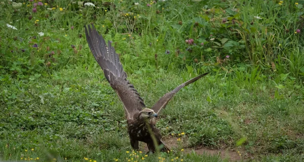 Ein Majestätischer Geier Fliegt Mit Weit Geöffneten Flügeln Die Wildnis — Stockfoto