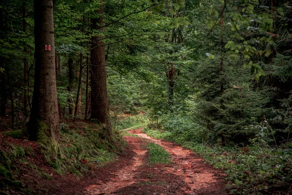 Caminho Cercado Por Árvores Altas Plantas Floresta Baviera — Fotografia de Stock