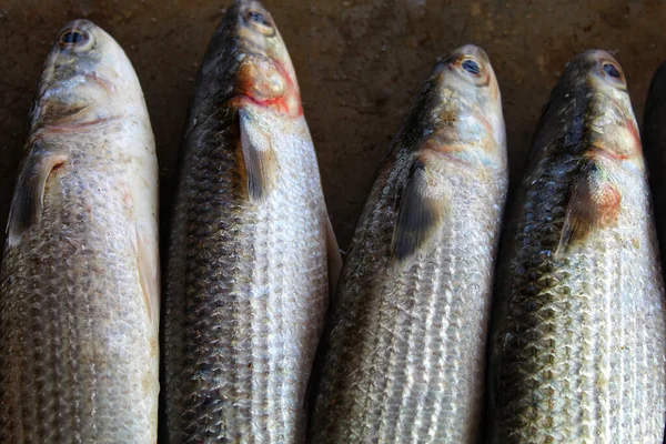 Eine Nahaufnahme Von Frischem Fisch Auf Einem Fischmarkt — Stockfoto