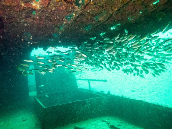 A school of fish swimming around a scuttled ship in Phuket,Thailand