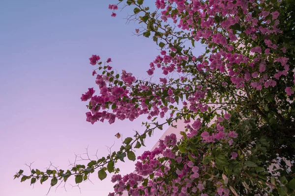 Serene View Crepe Myrtle Flowering Plants Dawn — Stock Photo, Image