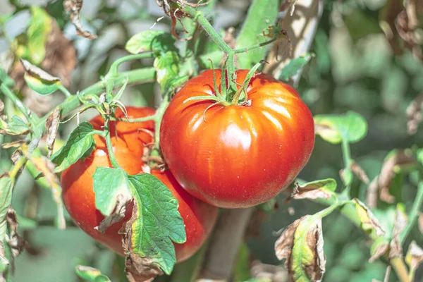 太陽の光の下で庭のトマトのクローズアップ — ストック写真
