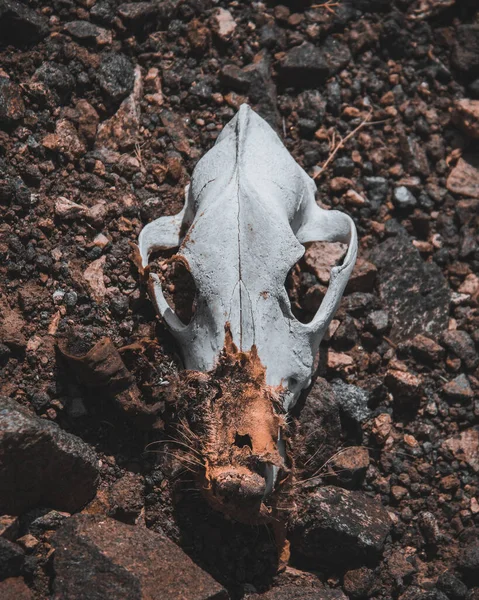 Primer Plano Vertical Cráneo Animal Suelo —  Fotos de Stock