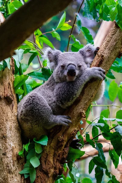 Hayvanat Bahçesindeki Ağaç Dallarında Dinlenen Bir Koala — Stok fotoğraf