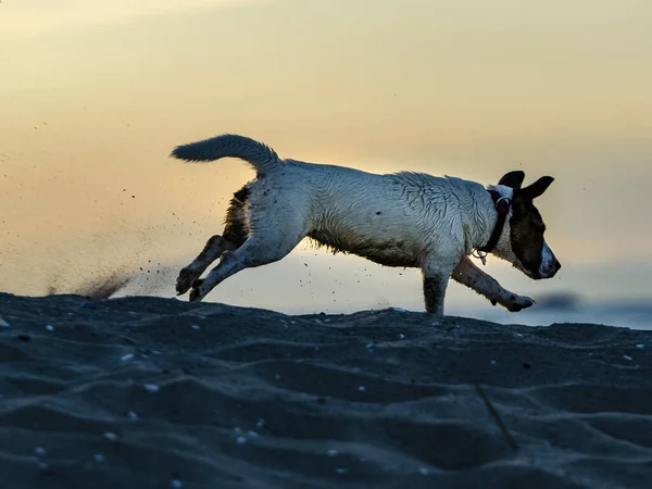 Zbliżenie Grającego Plaży Jacka Russella Terriera — Zdjęcie stockowe