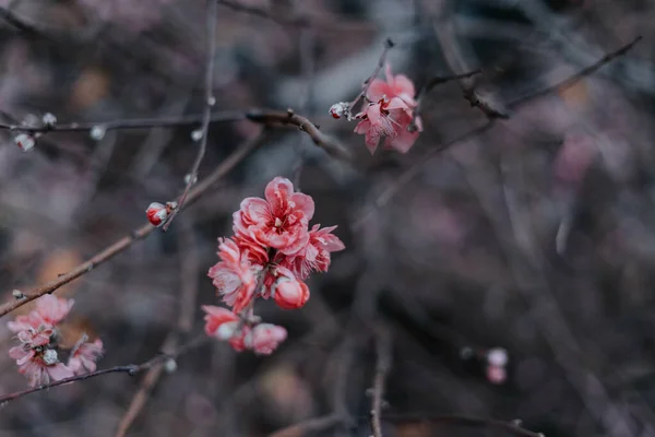 Closeup Shot Blossoms Branches Small Tree — Stock Photo, Image