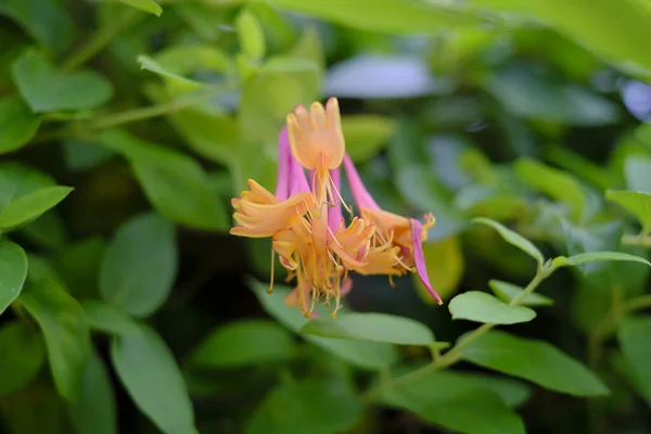 Eine Nahaufnahme Einer Geißblatt Blume Sonnenlicht — Stockfoto