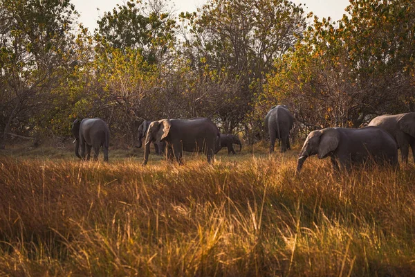 Uma Vista Dos Elefantes Seu Habitat Safári Okavanga Delta Botsuana — Fotografia de Stock
