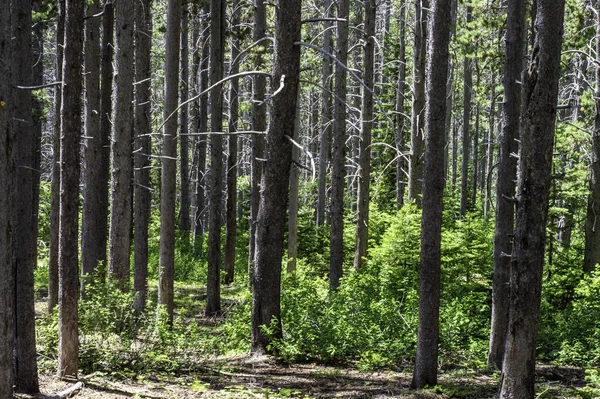 Eine Natürliche Landschaft Aus Hohen Bäumen Einem Wald — Stockfoto