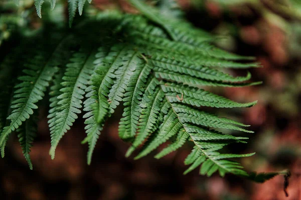 森林中美丽的绿色蕨树叶子的选择性聚焦镜头 — 图库照片