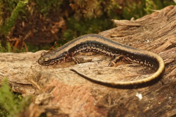 Primer Plano Una Salamandra Adulta Tres Líneas Eurycea Guttolineata Sobre —  Fotos de Stock