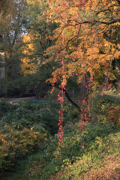 Ένα Κάθετο Πλάνο Των Κίτρινων Δέντρων Κατά Διάρκεια Του Φθινοπώρου — Φωτογραφία Αρχείου
