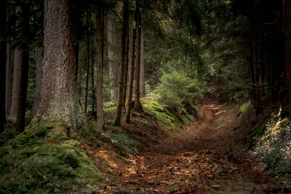 Caminho Cercado Por Árvores Altas Plantas Floresta Baviera — Fotografia de Stock