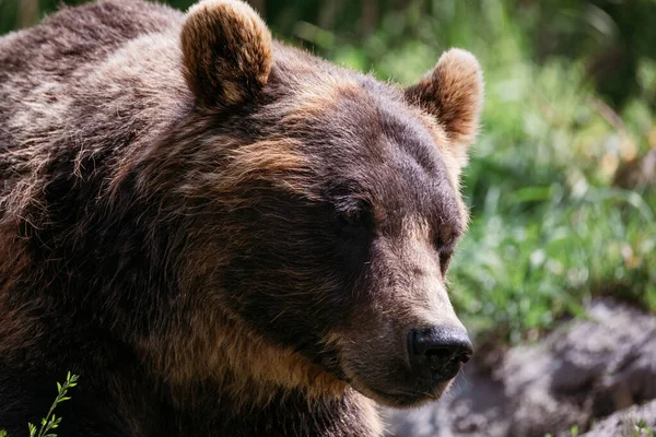 Крупный План Большого Бурого Медведя Аляске — стоковое фото